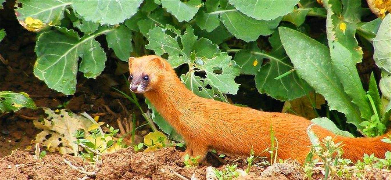 黄鼠狼为何被称为"黄大仙"?