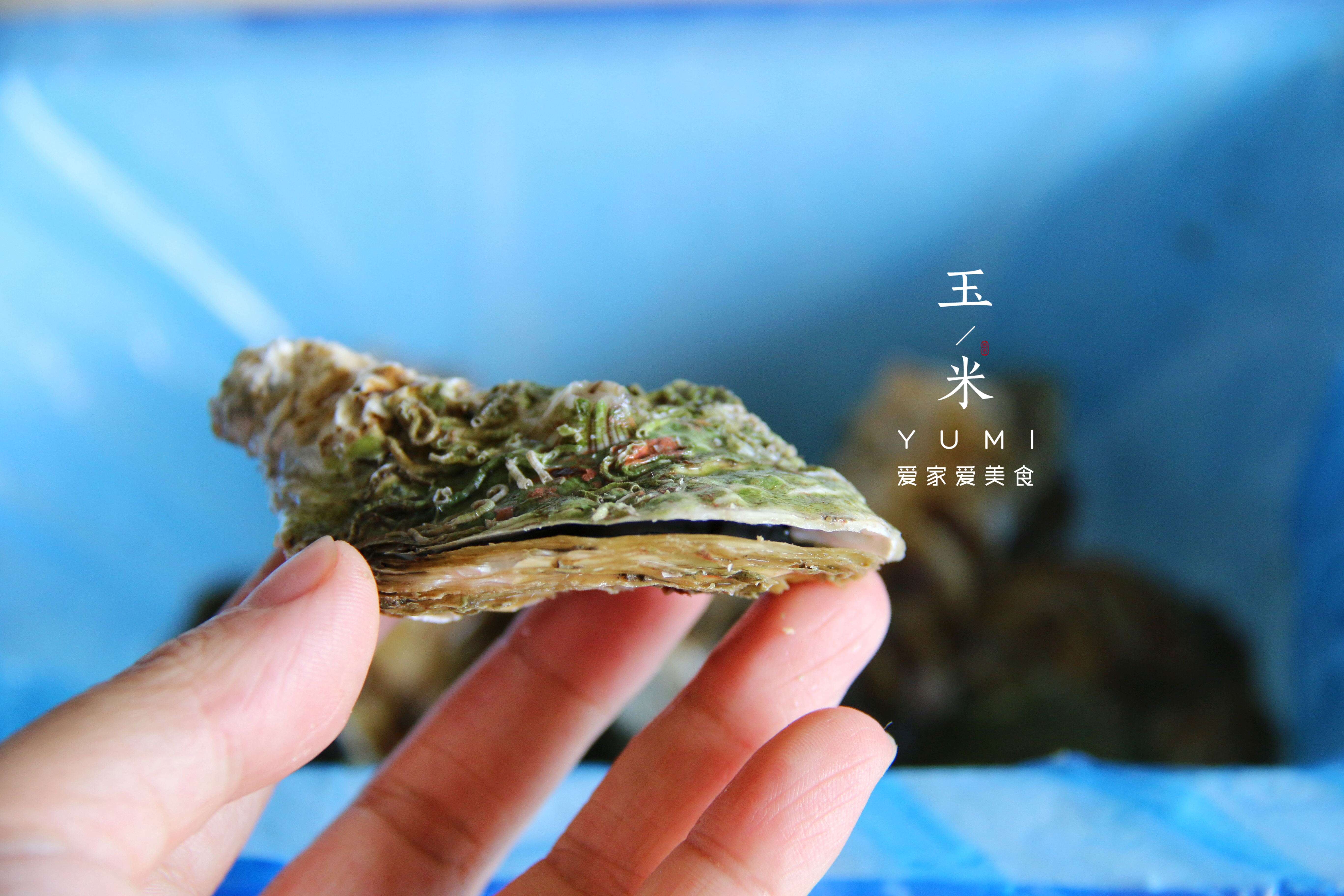 生蚝怎么挑选？生蚝怎么开？生蚝怎么清洗？老渔民全都告诉你