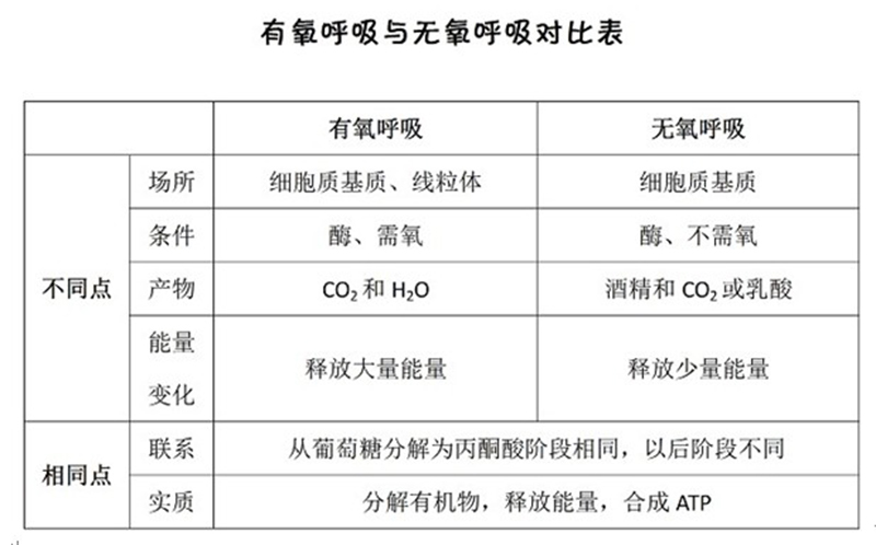 呼吸作用的公式（高中生物“呼吸作用”图示及解析）