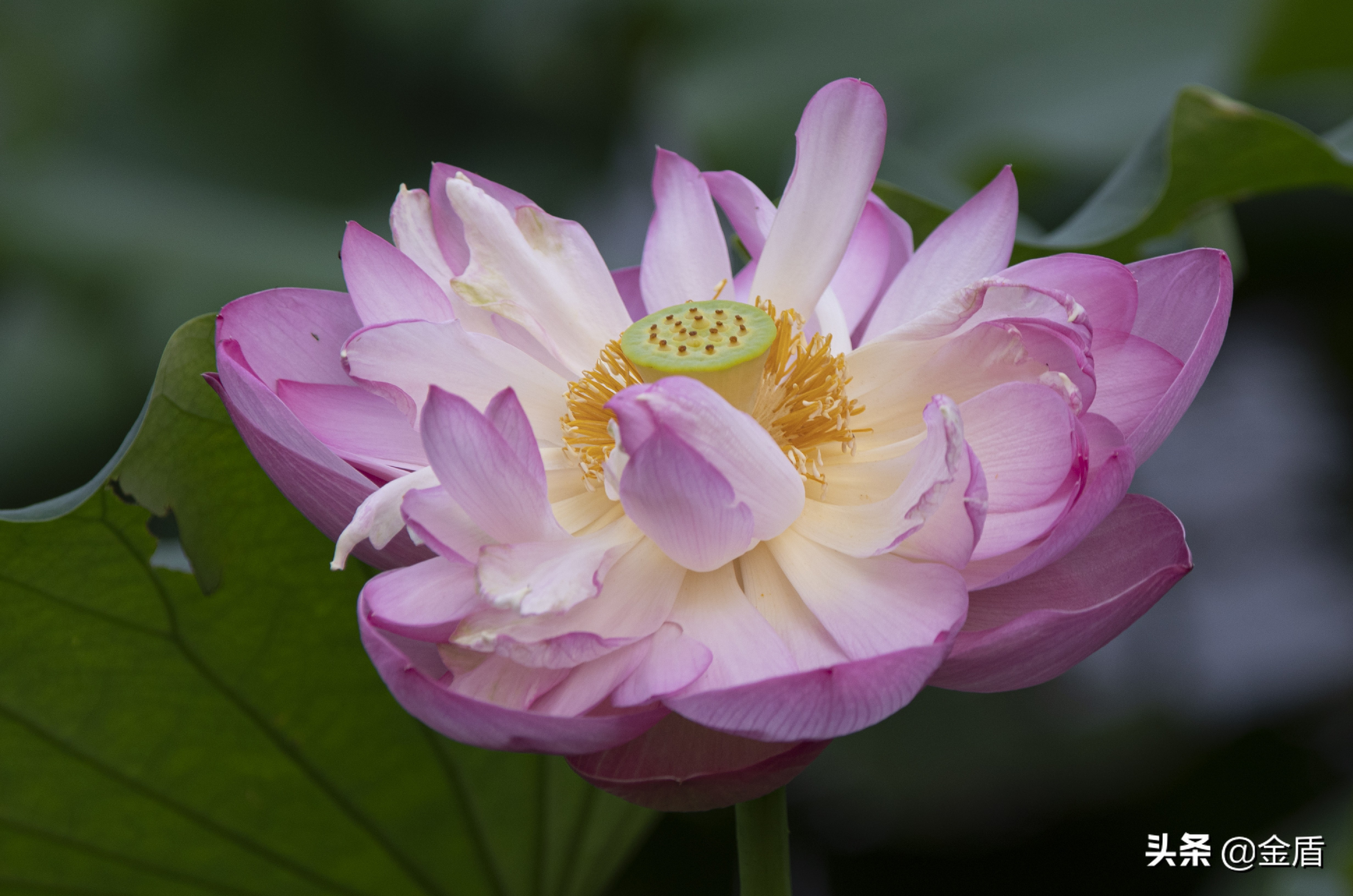 夏日荷花绽放,闻着清香淡雅的花香其乐无穷