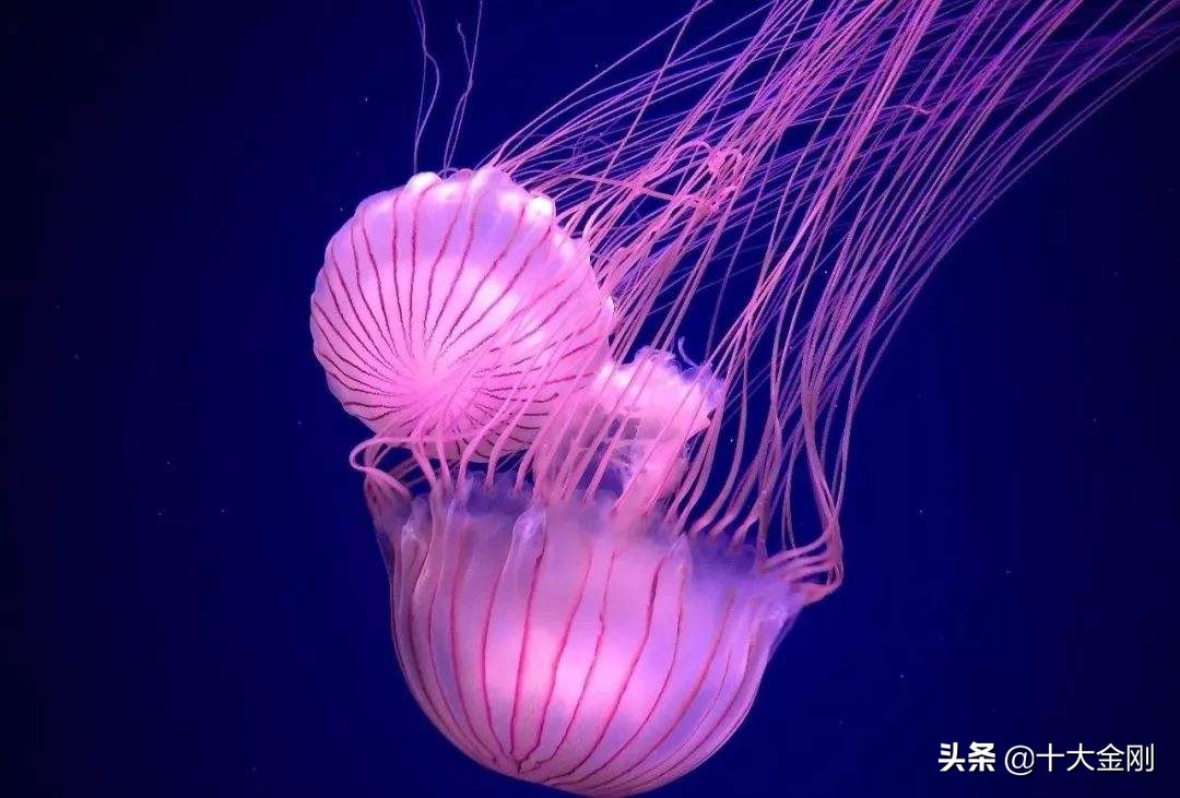 10大世界上最致命的生物！第一太可怕