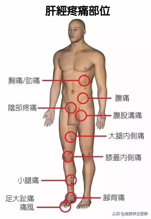 内脏位置图(五脏六腑疼痛区域高清图，生病了该按哪里，标得一清二楚，超实用)