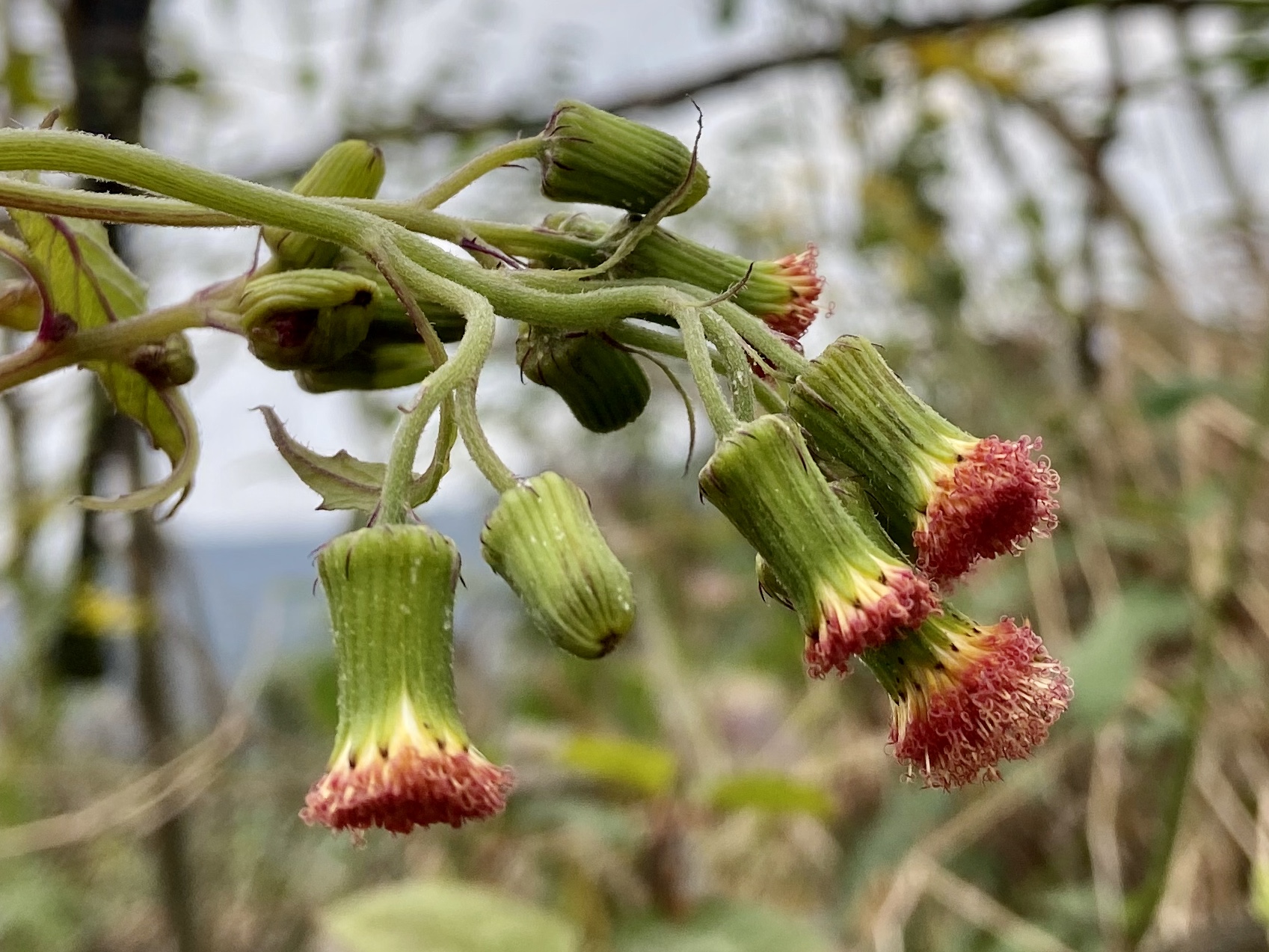 东风菜功效与作用-我的快乐小窝