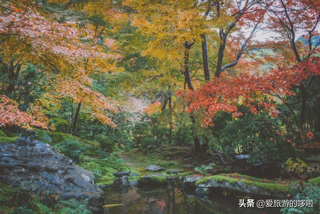 天氣好的季節 走去一邊賞花一邊野餐 天天看點