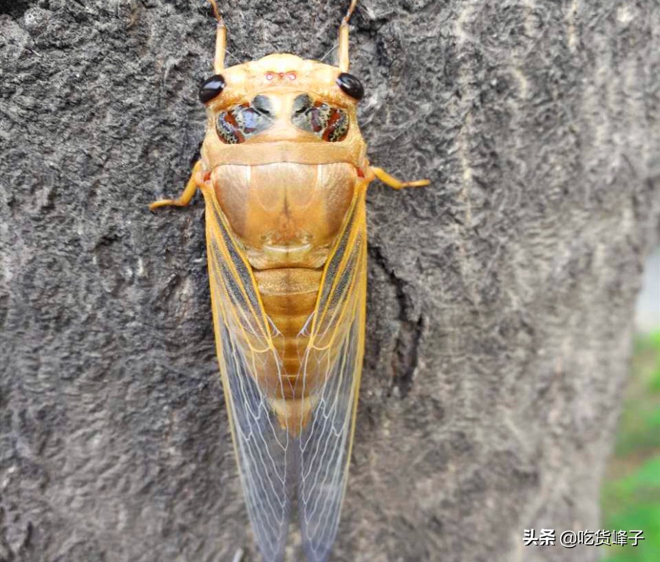 地下蛰伏5年,知了能吃吗?吃了对身体有何危害?为了健康别再吃错