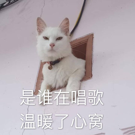 猫咪表情包：这恶心的恋爱味道、