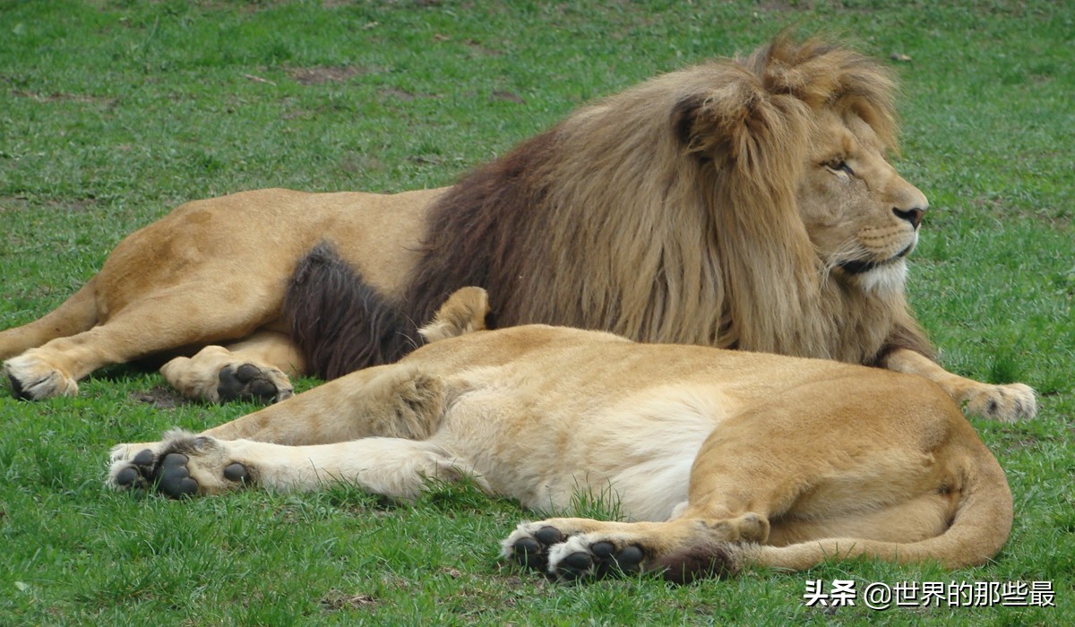 在現存6個獅子亞種裡面,有哪些戰鬥力是在孟加拉虎之上的