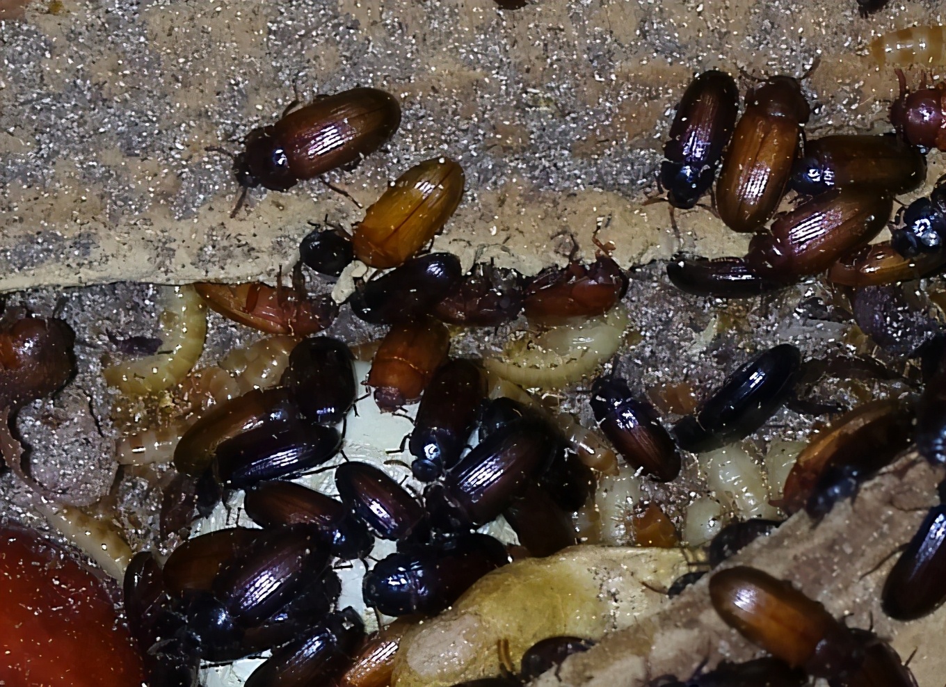 九龙须的功效与作用(九龙须藤的功效)-我的快乐小窝