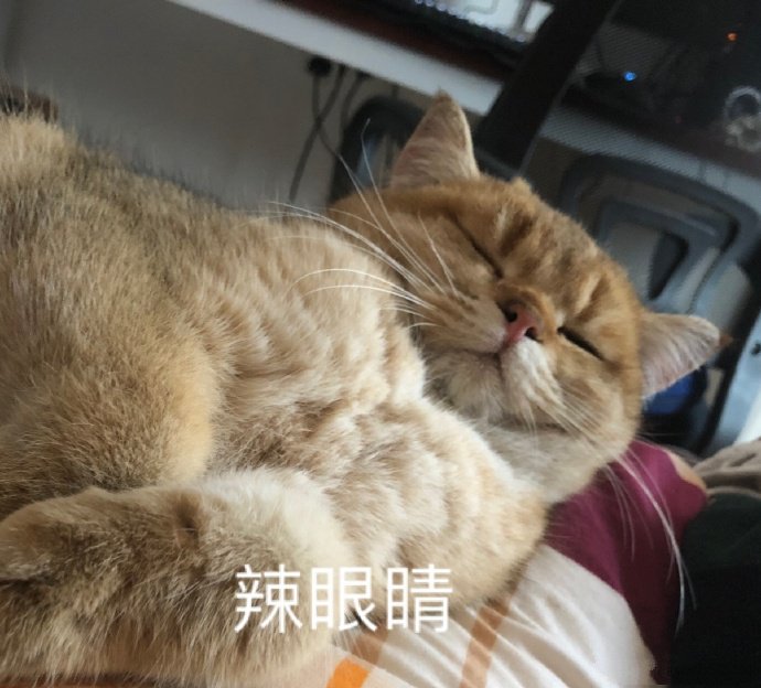 表情包：我只是一只对生活没追求的肥猫