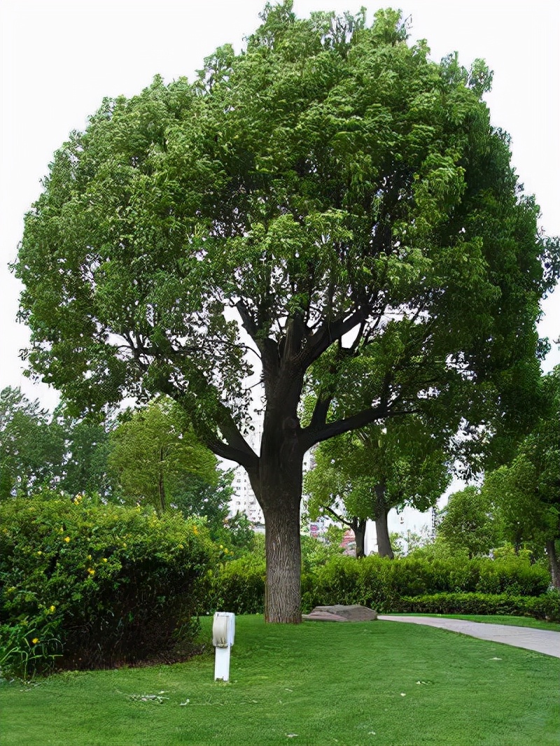 绿化树品种大全(100种绿化带或路边常见的花草树木)