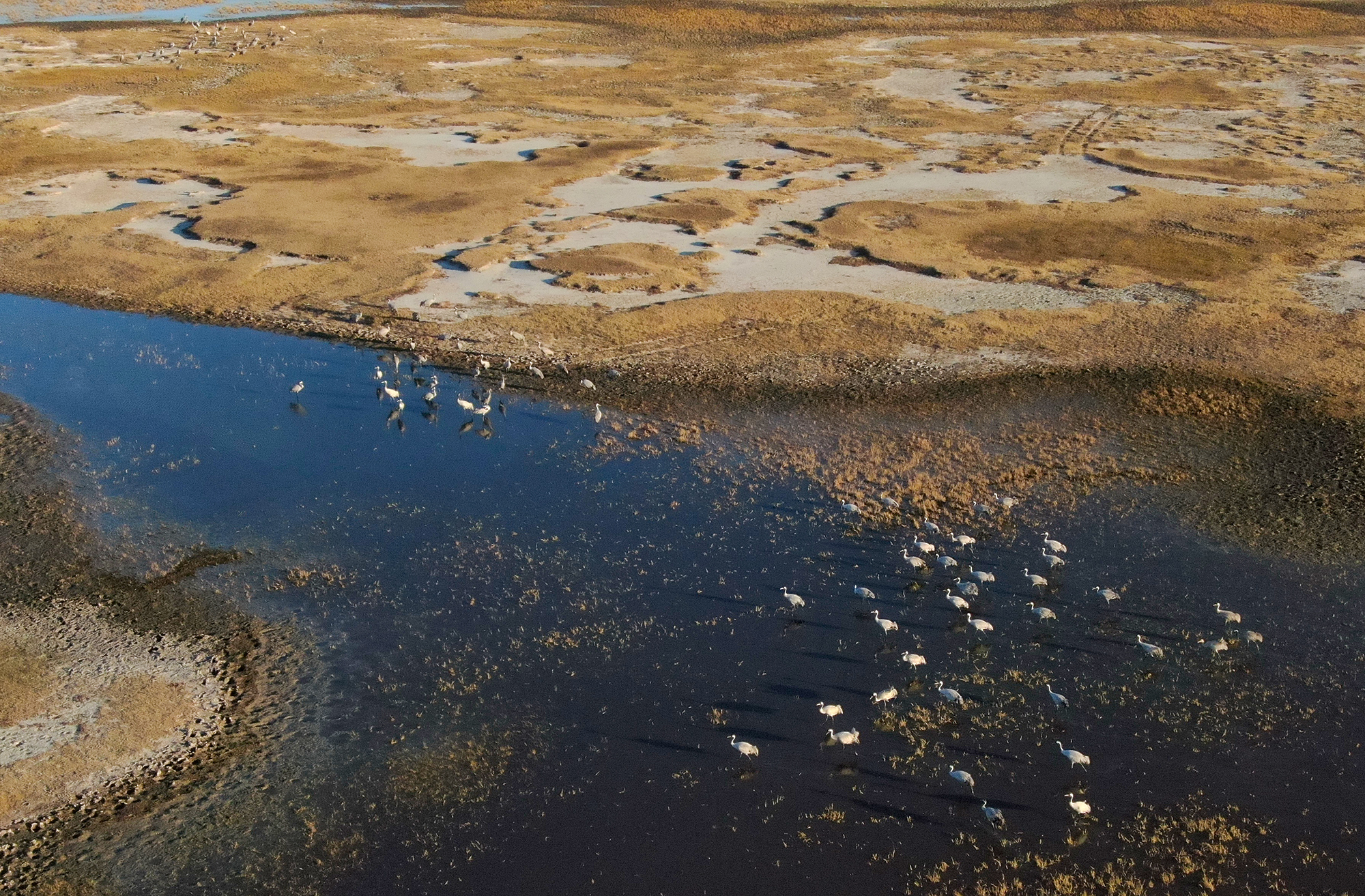 吉林中西湿地保护区 今秋迎来候鸟停歇高峰——湿地生物多样性保护成效显著