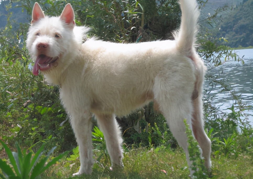 中华名犬下司犬,让你想养又不敢养的原因