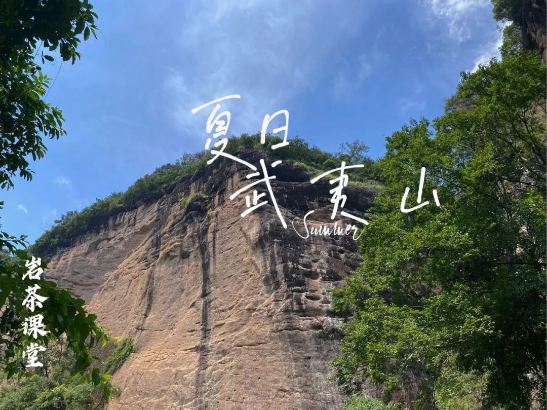 水仙、肉桂、大红袍有什么特点？不懂武夷岩茶，还真说不出来