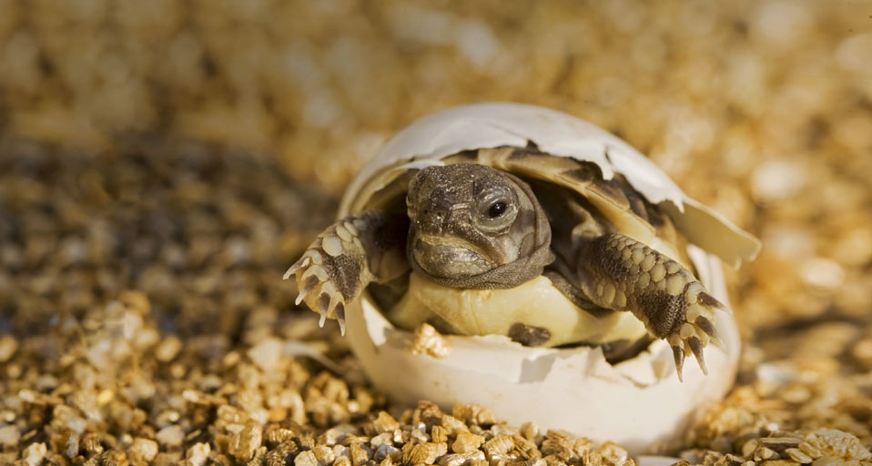 进化论的终极BUG：乌龟，是如何成了科学家们的“噩梦”的？