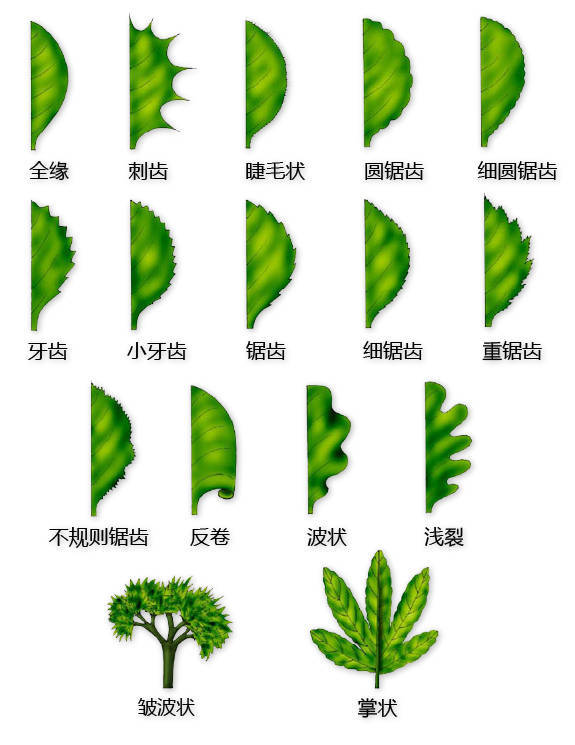 花的基本结构简图（教科书般的植物形态图解）