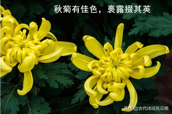 「原创」秋日霜降时，菊开正茂，八首菊花诗，美不胜收