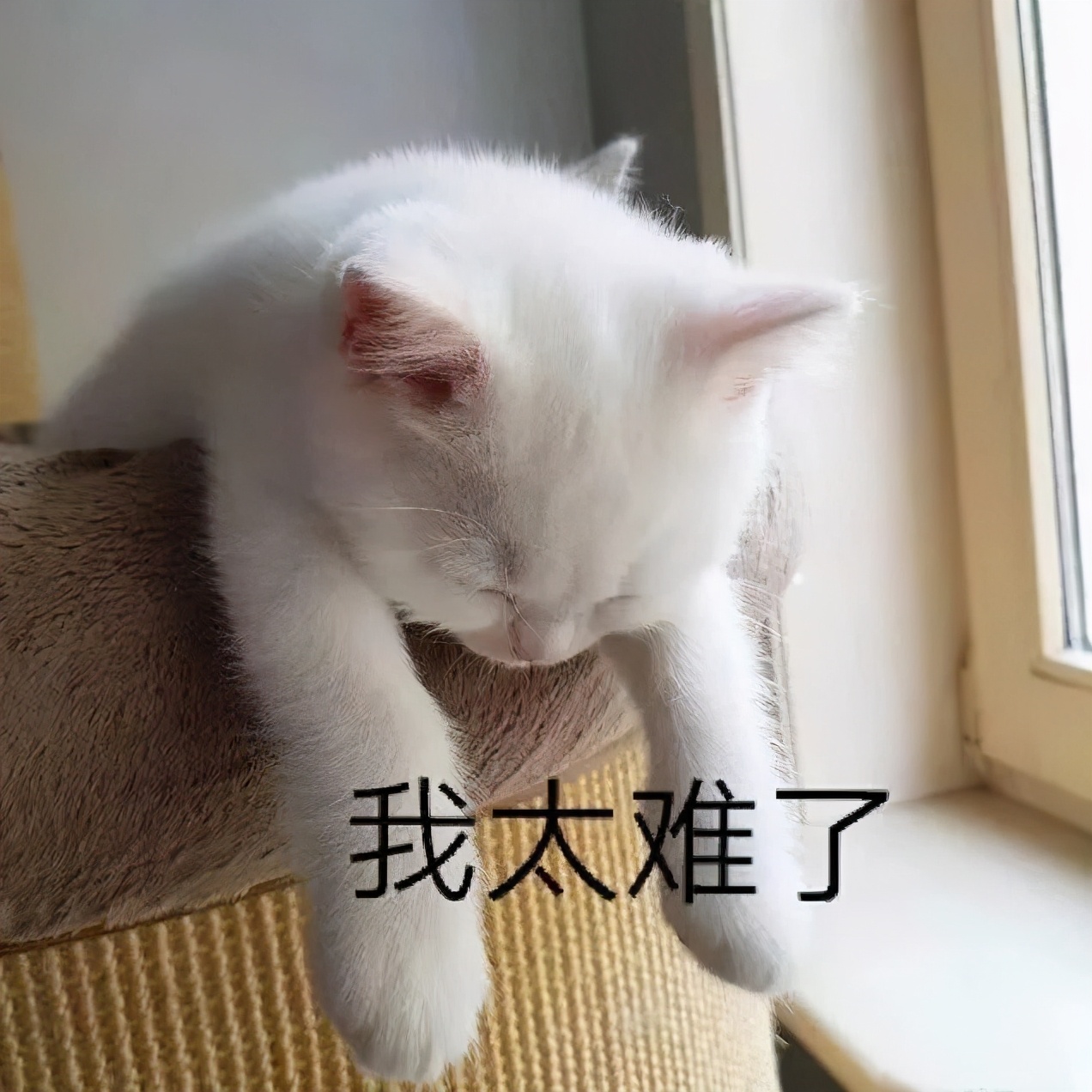 yyds, nbcs, xswl 都是什么意思？00后“网络黑话”你认识几个？