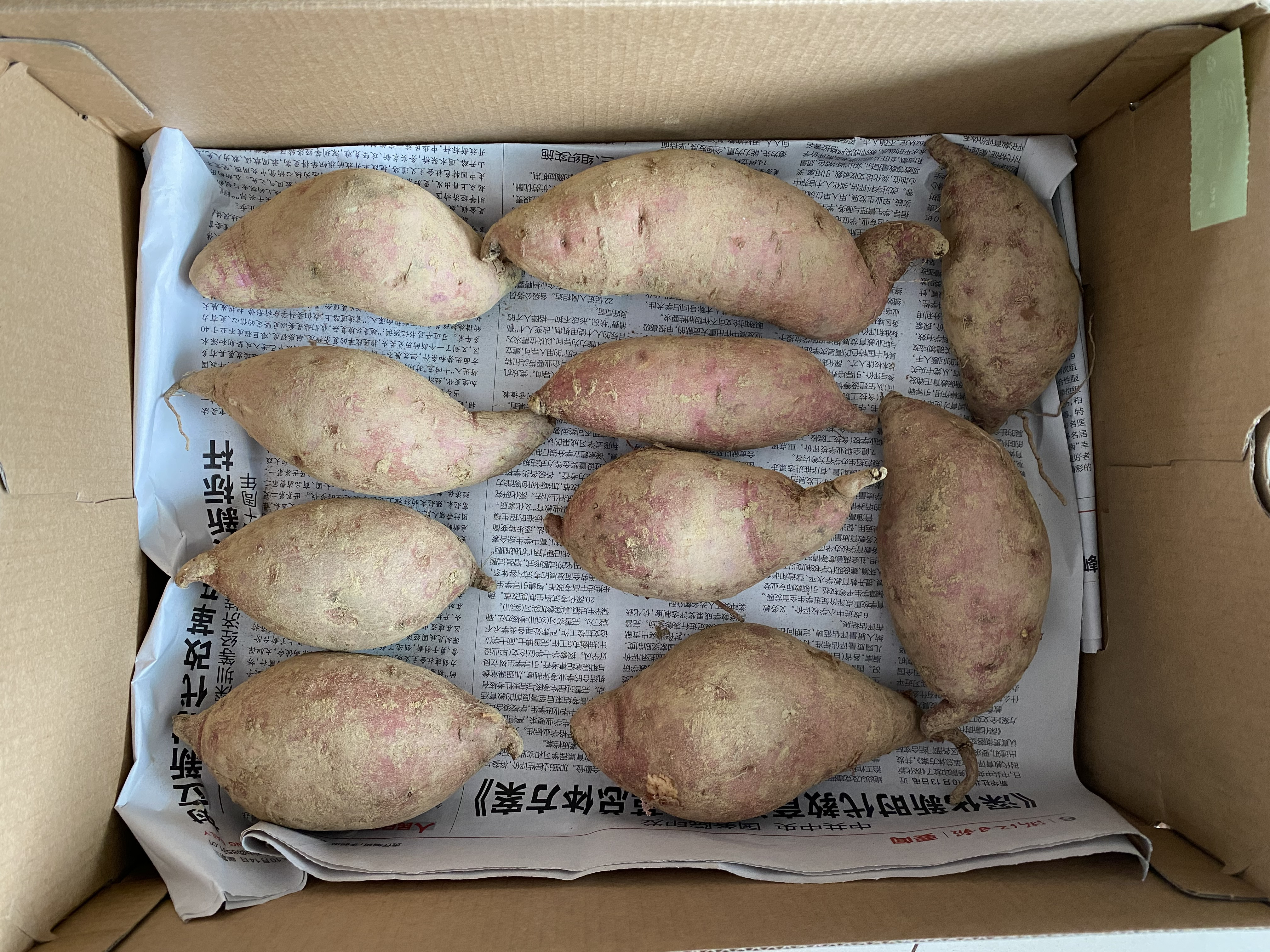 红薯的季节到了，教你长时间的保存方法，不发芽不变质，越放越甜