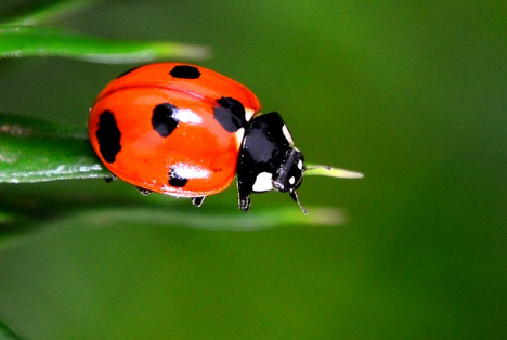 七星瓢虫的特点简单说(壹壹生态小百科——七星瓢虫)