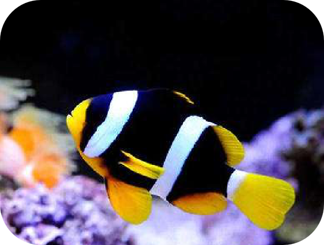 小丑鱼怎么养(带你认识小丑鱼)