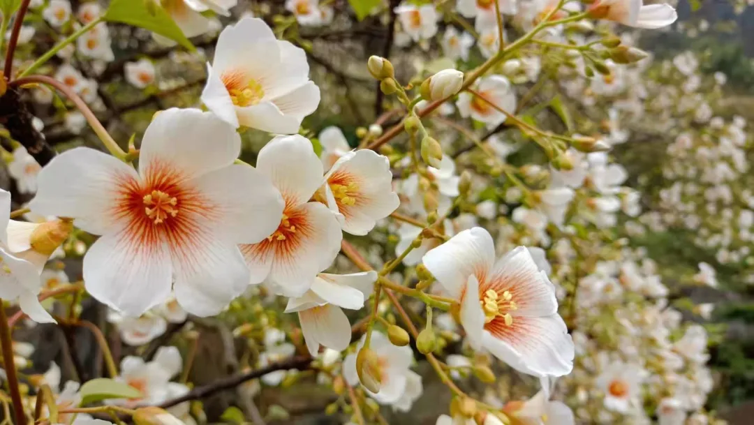 清明节去哪玩？重庆这些地方值得去踏青
