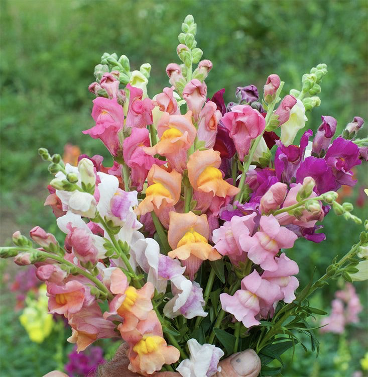 这8种适合秋天的花朵,能让你的花园绽放秋日光彩