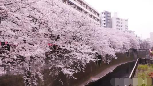 “合并”最成功的的5所大学，浙大第一，武汉两所高校入榜