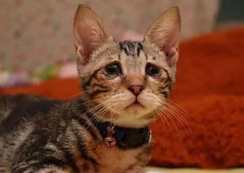 猫鼻支是怎么诊断的，又该怎么办呢？|猫鼻支治疗方法一览