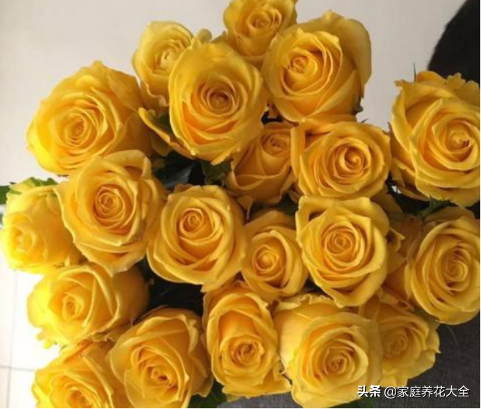 保存鲜花太难了，4个秘籍帮助你，能多开半个月