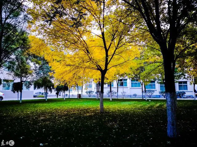 悠悠然然,随心而行,静听花落,坐看云舒,读他们笔下这些诗