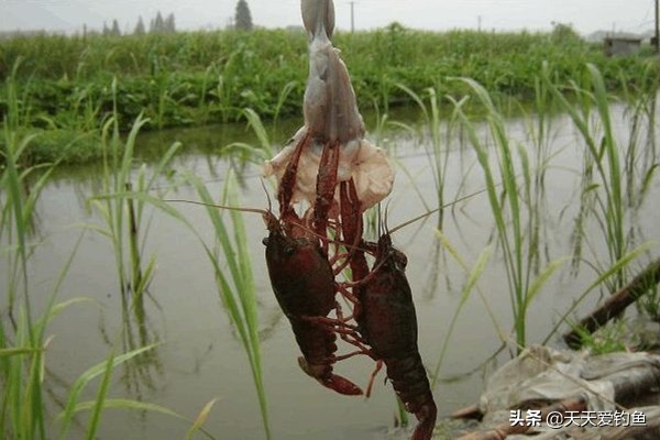 钓龙虾的方法（小龙虾的垂钓方法方法简单好操作）