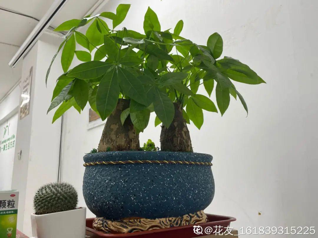 栀子花叶子发黄图解（各种植物黄叶的原因和解决方法）