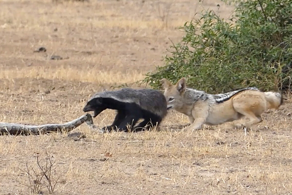 平头哥无所畏惧的真正原因?