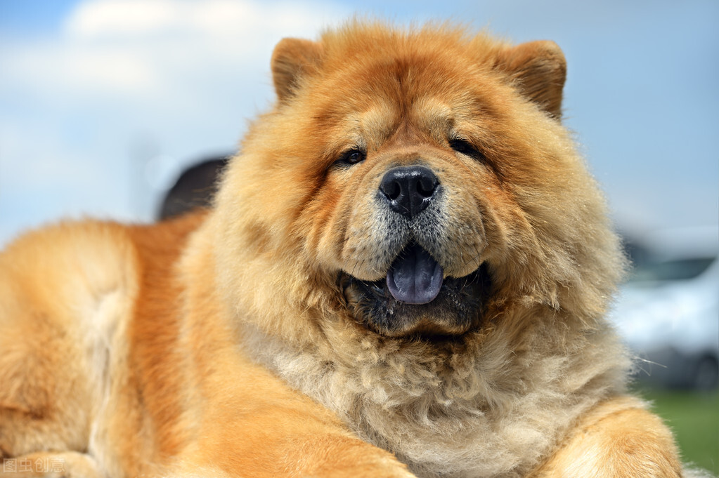 雍容的贵族——松狮犬的喂养 挑选以及美容注意事项等统统在这里