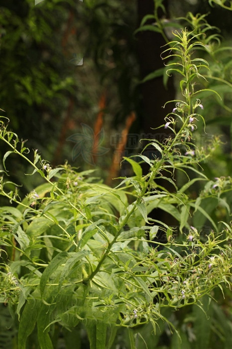 别名破天菜,野烟,红麻菠萝,红雪柳,蒙自苣,野莴笋