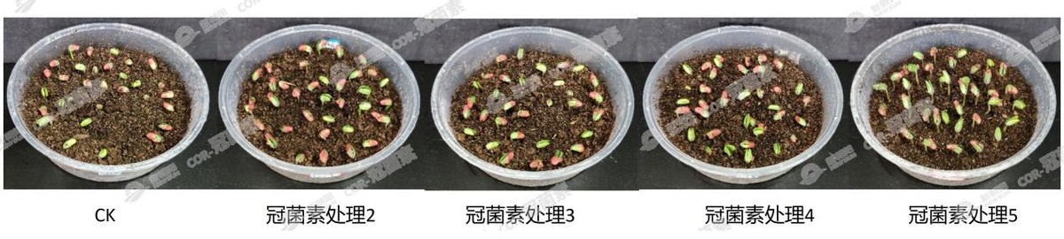 COR-冠菌素——作物提质增收的关键技术