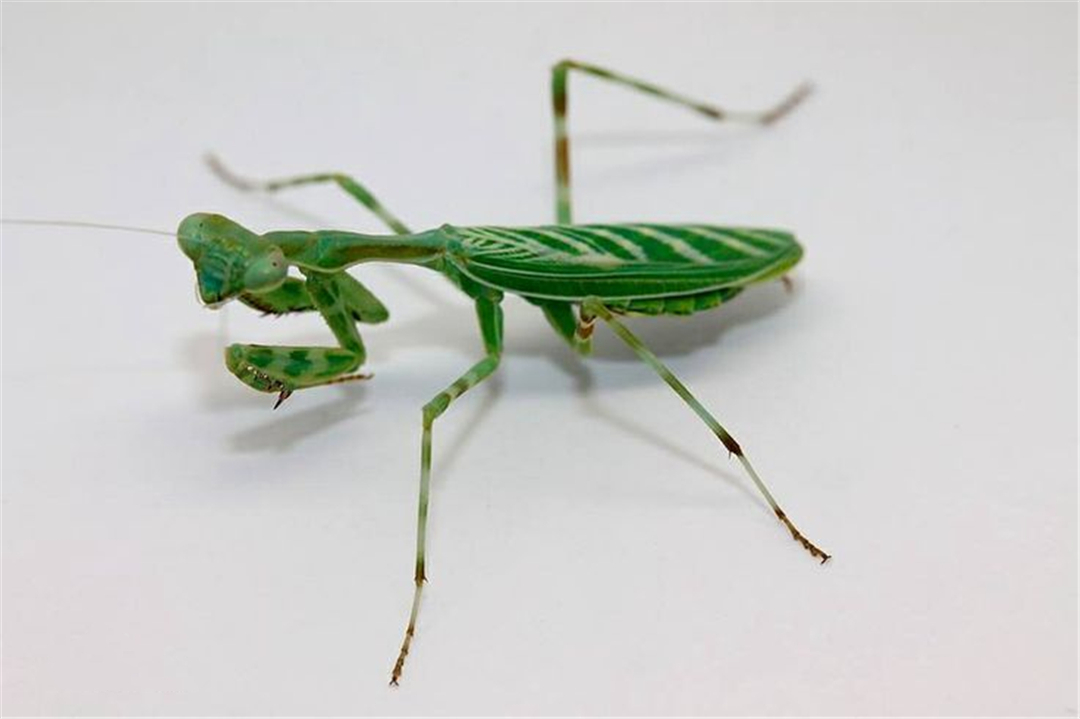 冒着生命危险交配？公螳螂真的会被母螳螂吃掉吗？