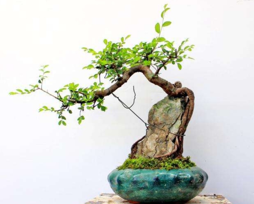 野外榆树疙瘩,常有奇异树桩,做成盆景观赏效果好