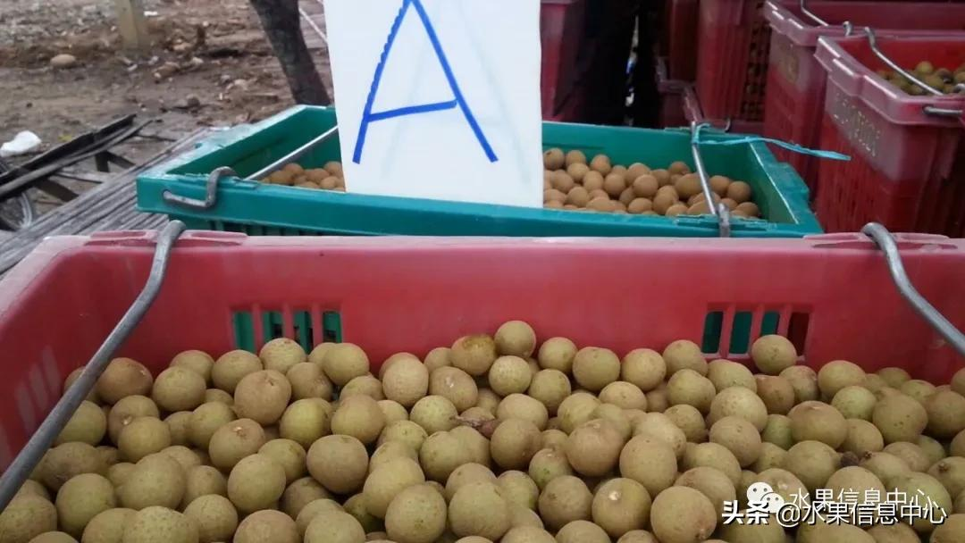 龙眼什么时候开花（泰国龙眼的等级区分标准）