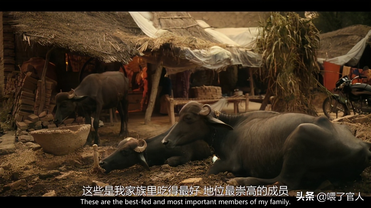 白老虎印度电影剧情「详细介绍」 _晶羽科技