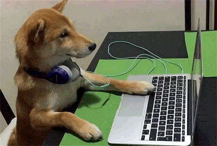 狗狗智商排行榜：具备这7种表现的犬种最聪明