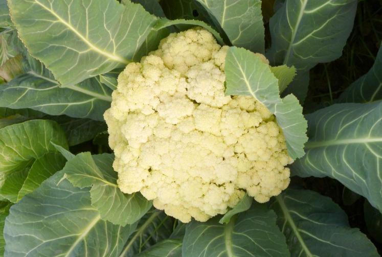 白花菜的功效与作用(白花菜的功效与作用图片)