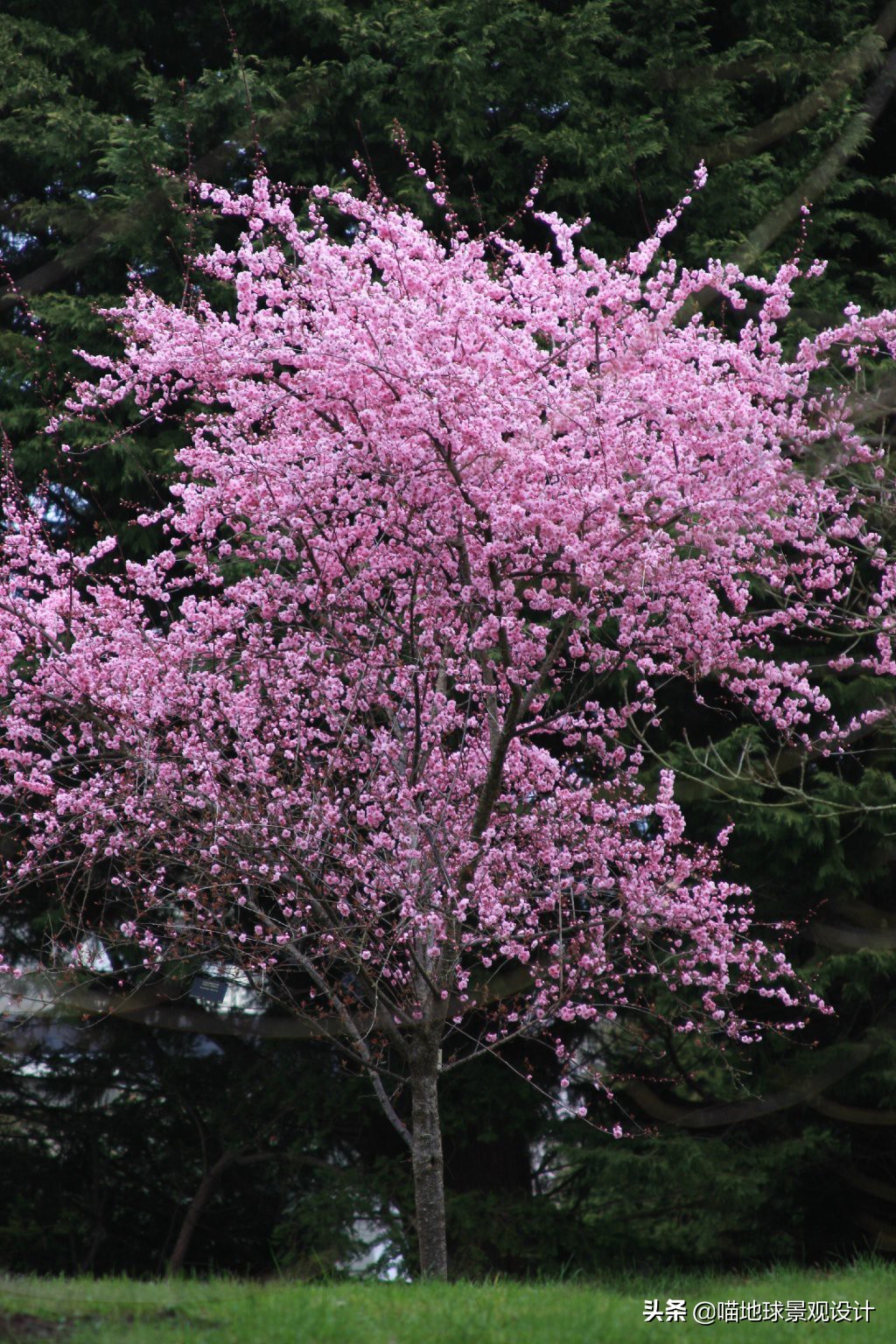 16种适合庭院种植的小乔木(16种适合庭院种植的小乔木盆栽) - 趣味头