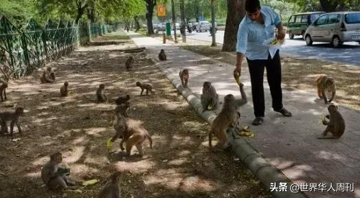 喝酒、抢劫、杀人、绑架，印度猴子为何无法无天？