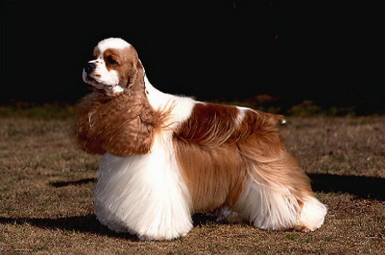 世界犬种智商排名榜前 30 名的聪明狗狗