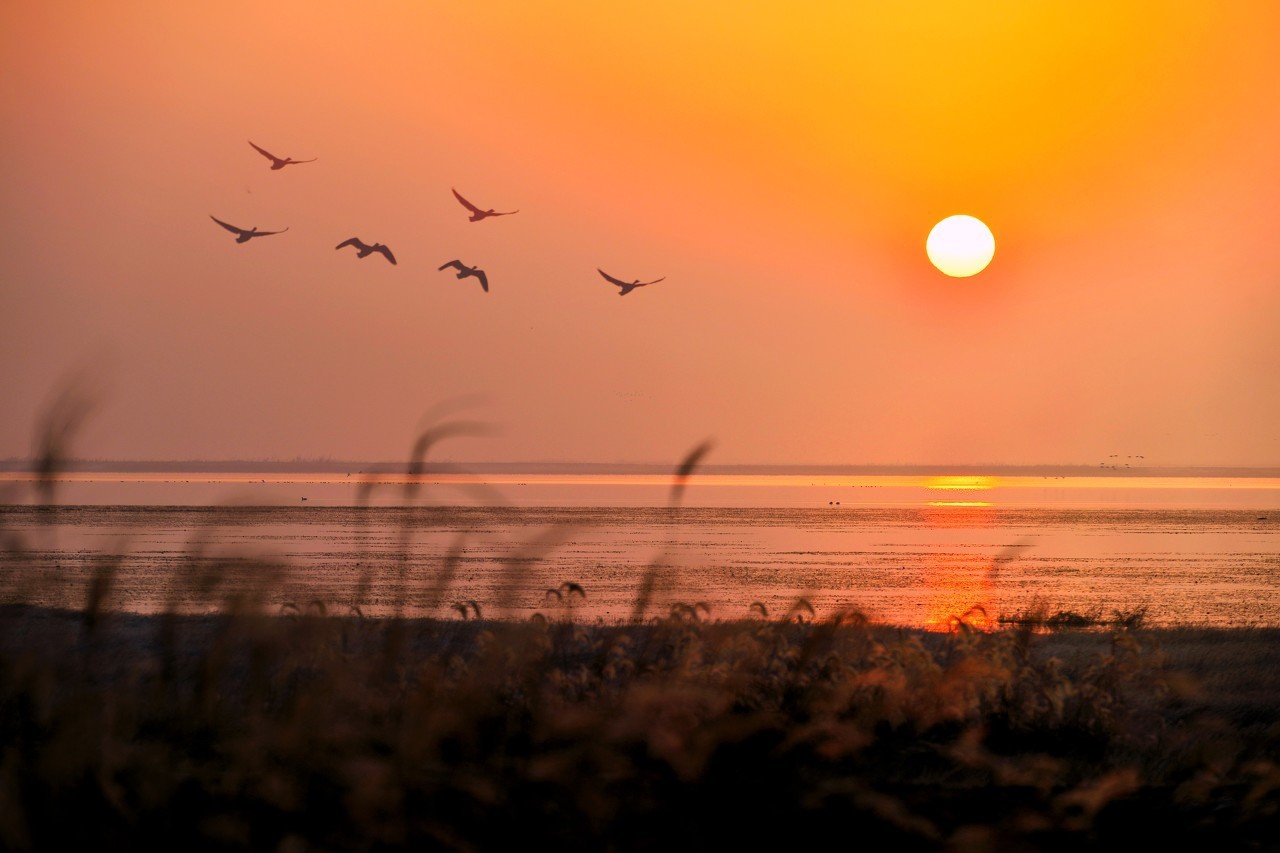 10首大雁南飞的诗，雁阵惊寒，声断衡阳之浦