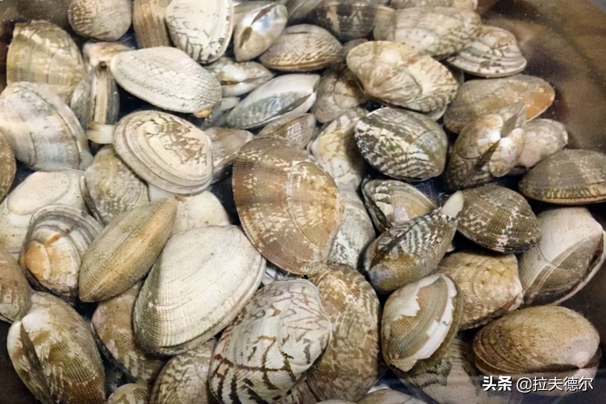 海鲜贝类大全名称图片（图文讲解15种常见的贝壳类海鲜）
