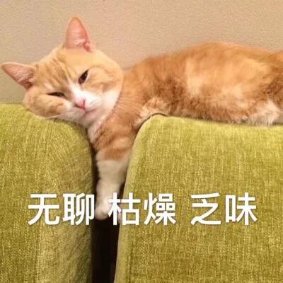 猫咪表情包 无聊的一天