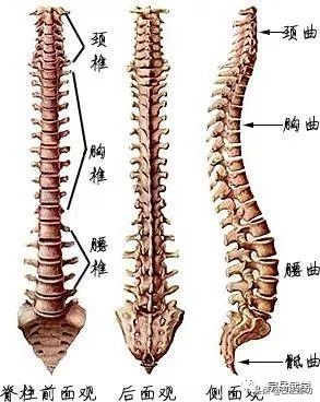 修行脊椎骨，身体里才有真东西
