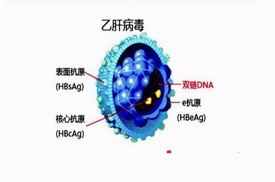 乙肝图片高清图片